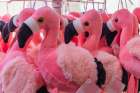 Provence-Alpes-Cote dAzur-France Pink flamingo plushies for sale in the Camargue Art Print